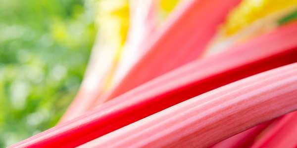 Que faire avec de la rhubarbe du jardin - Paillasson.shop