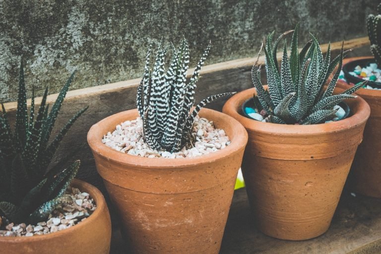 Que mettre dans des grands pots sur une terrasse ? - Paillasson.shop