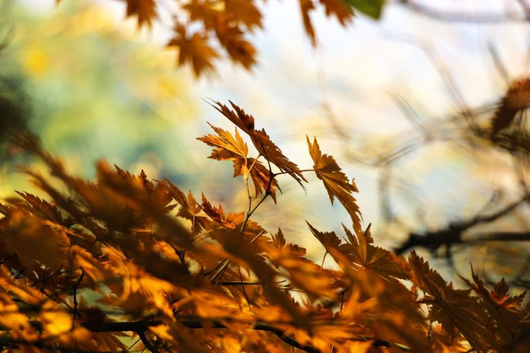 Que faire au jardin en septembre ?