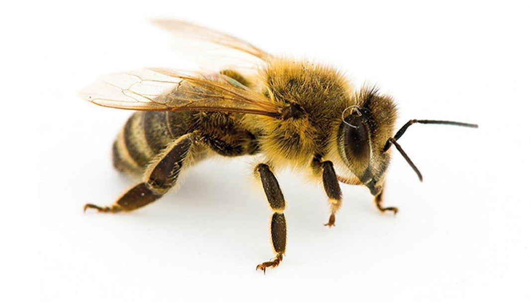 Abeilles : pourquoi sont-elles importantes pour l'environnement ? - Paillasson.shop