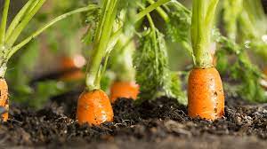 Comment conserver les carottes du jardin