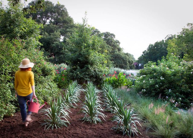 Faut-il arroser son jardin tous les jours ? - Paillasson.shop
