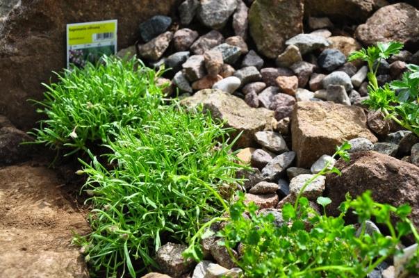 Que faire avec des galets dans un jardin ?